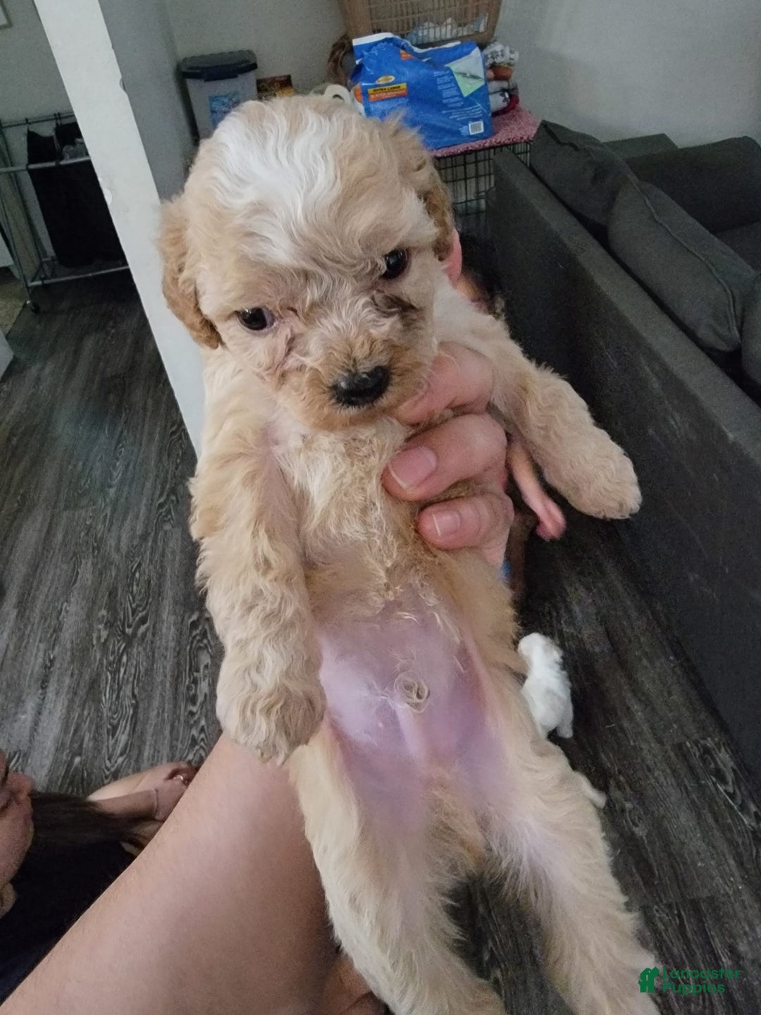Maltipoo dogs for sale: Charlie - Image 1