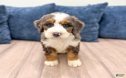 Mini Bernedoodle dogs for sale: Luna - Image 2