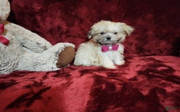 Malshi dogs for sale: Gigi - Image 2