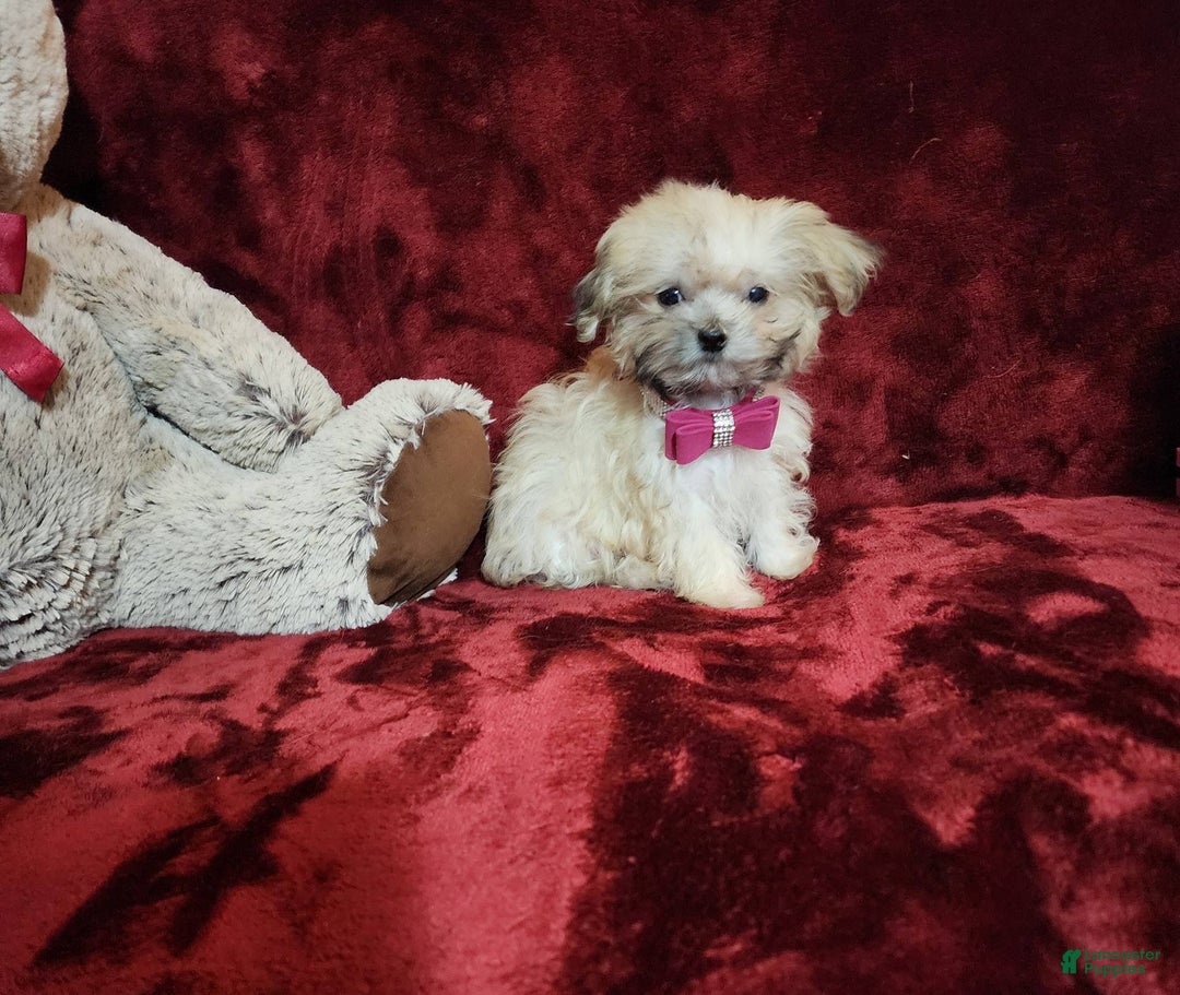 Malshi dogs for sale: Gigi - Image 2