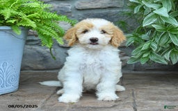 Bernedoodle dogs for sale: Jesse - Image 3