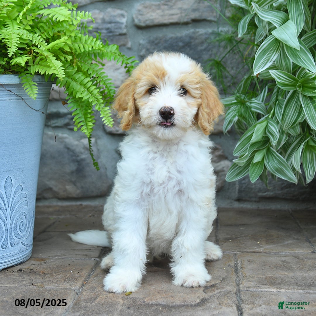 Bernedoodle dogs for sale: Jesse - Image 3