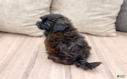 Shihpoo dogs for sale: Lola - Image 3