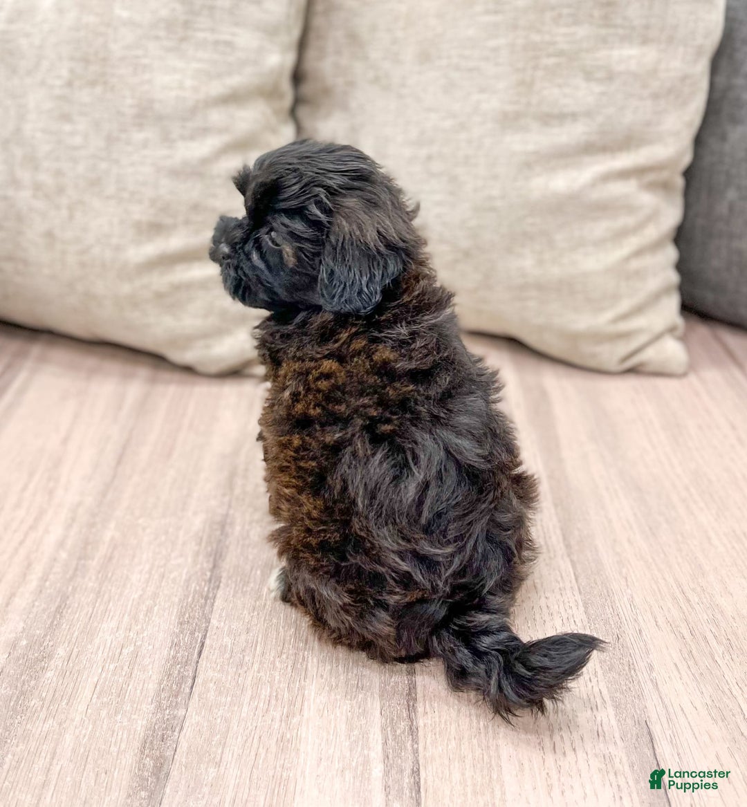 Shihpoo dogs for sale: Lola - Image 3