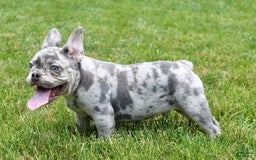 French Bulldog dogs for sale: Parker - Image 7