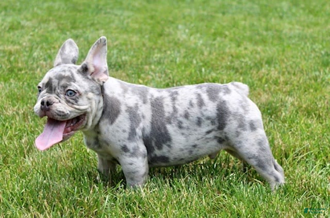 French Bulldog dogs for sale: Parker - Image 7