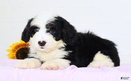 Mini Bernedoodle dogs for sale: Elsa - Image 5