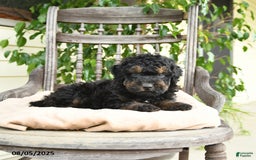  dogs for sale: Mini Goldendoodle 2 puppies - Image 5