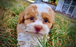Havapoo dogs for sale: Jinga - Image 11
