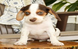 Beagle dogs for sale: Primrose - Image 3