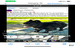 French Bulldog dogs for sale: Bg B-grizzly - Image 4
