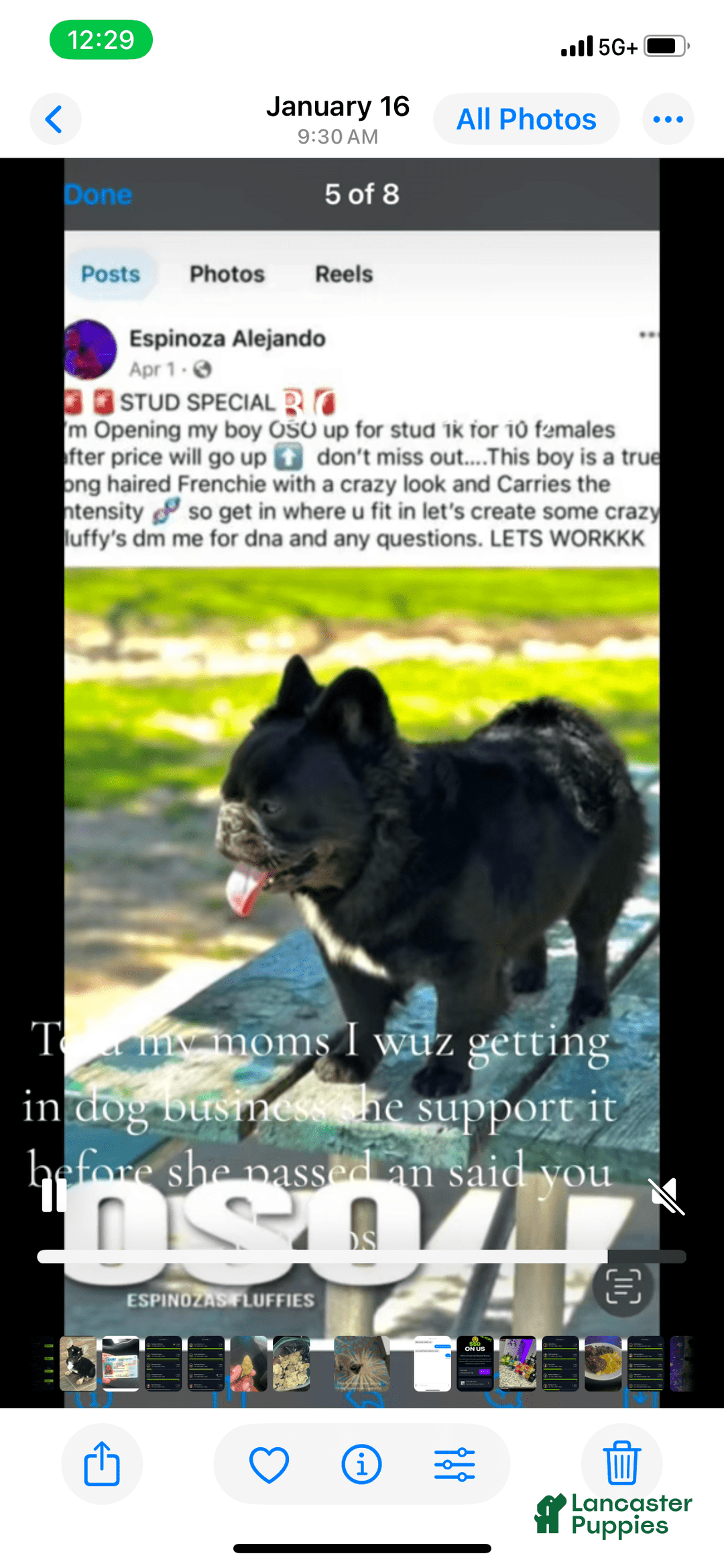 French Bulldog dogs for sale: Bg B-grizzly - Image 4