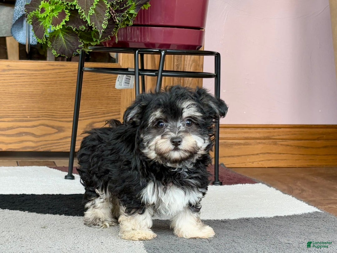 Maltese dogs for sale: Diana - Image 4
