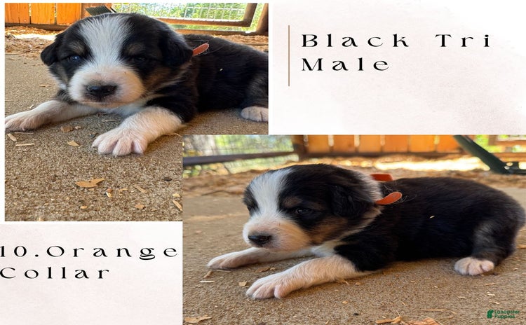 Australian Shepherd dogs for sale - Ad 2