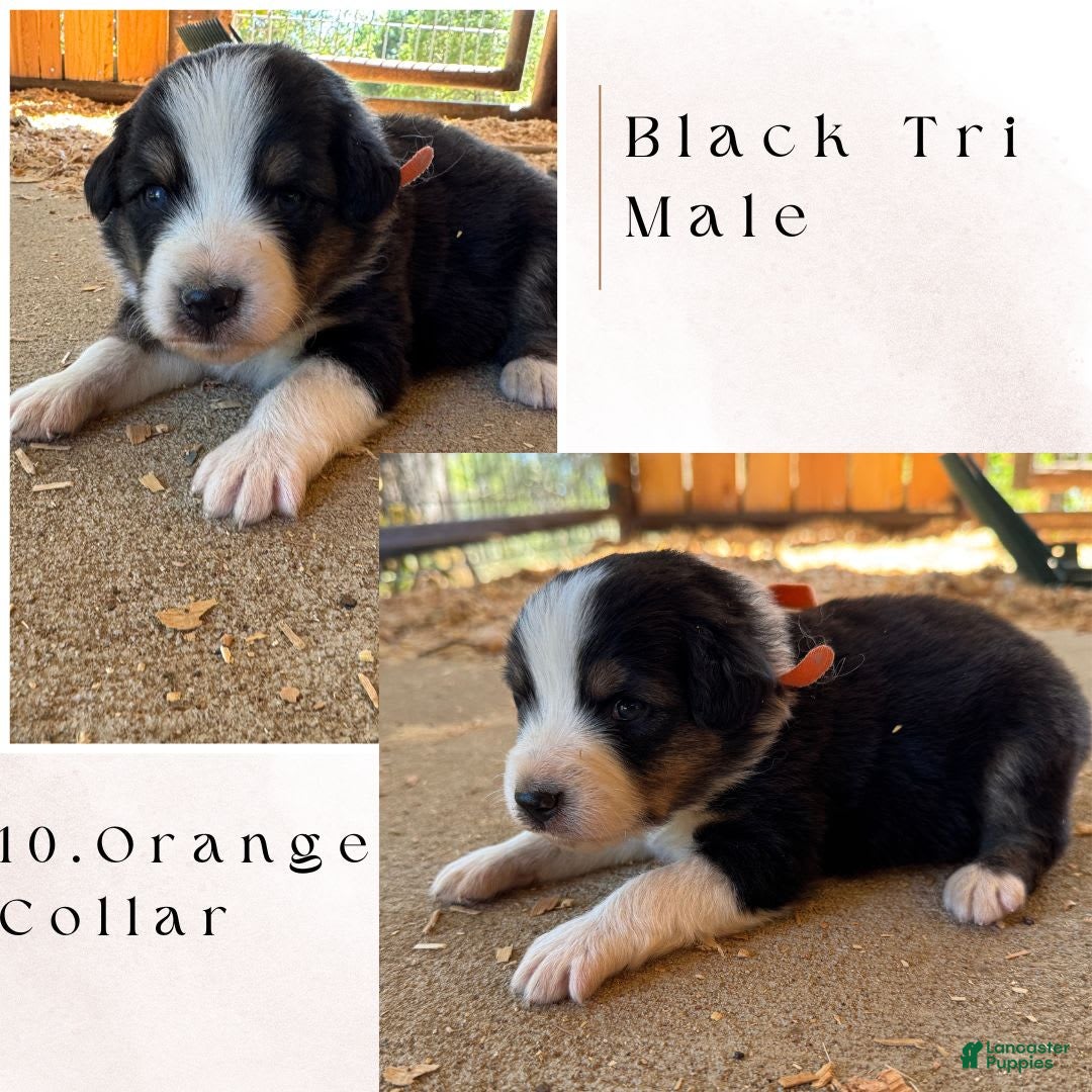 Australian Shepherd dogs for sale: Orange Collar - Image 1