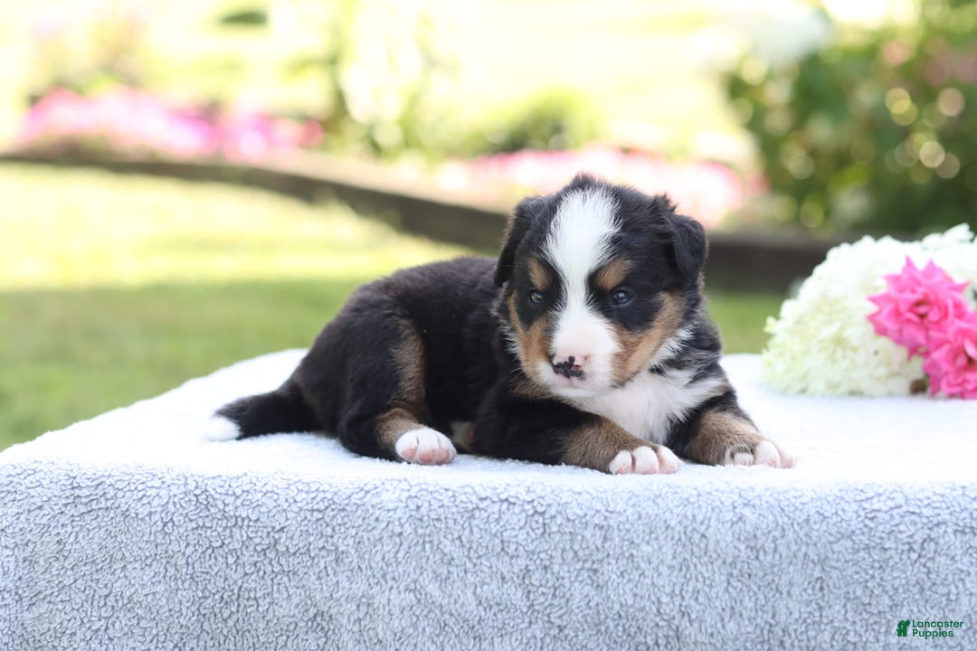 Bernese Mountain Dog dogs for sale: Presley AKC - Image 3