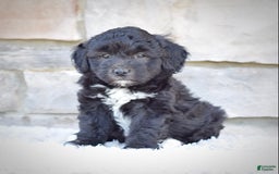 Mini Goldendoodle dogs for sale: Maggie - Image 1