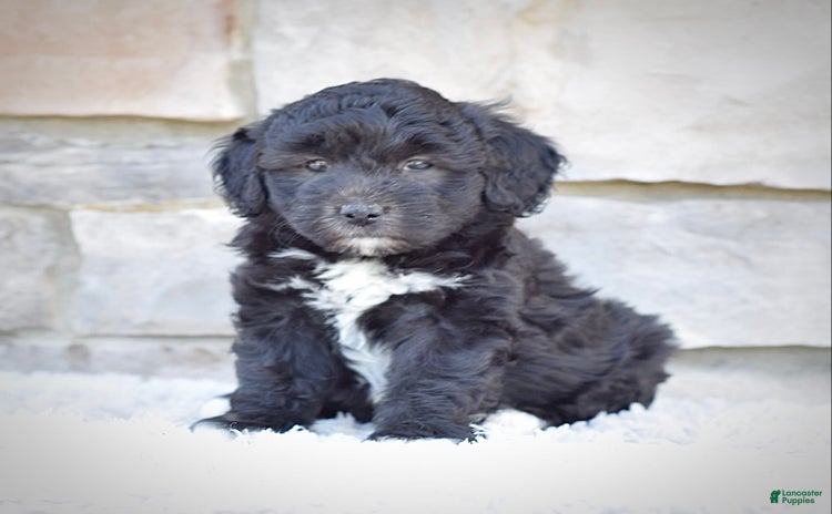 Mini Goldendoodle dogs for sale - Ad 1