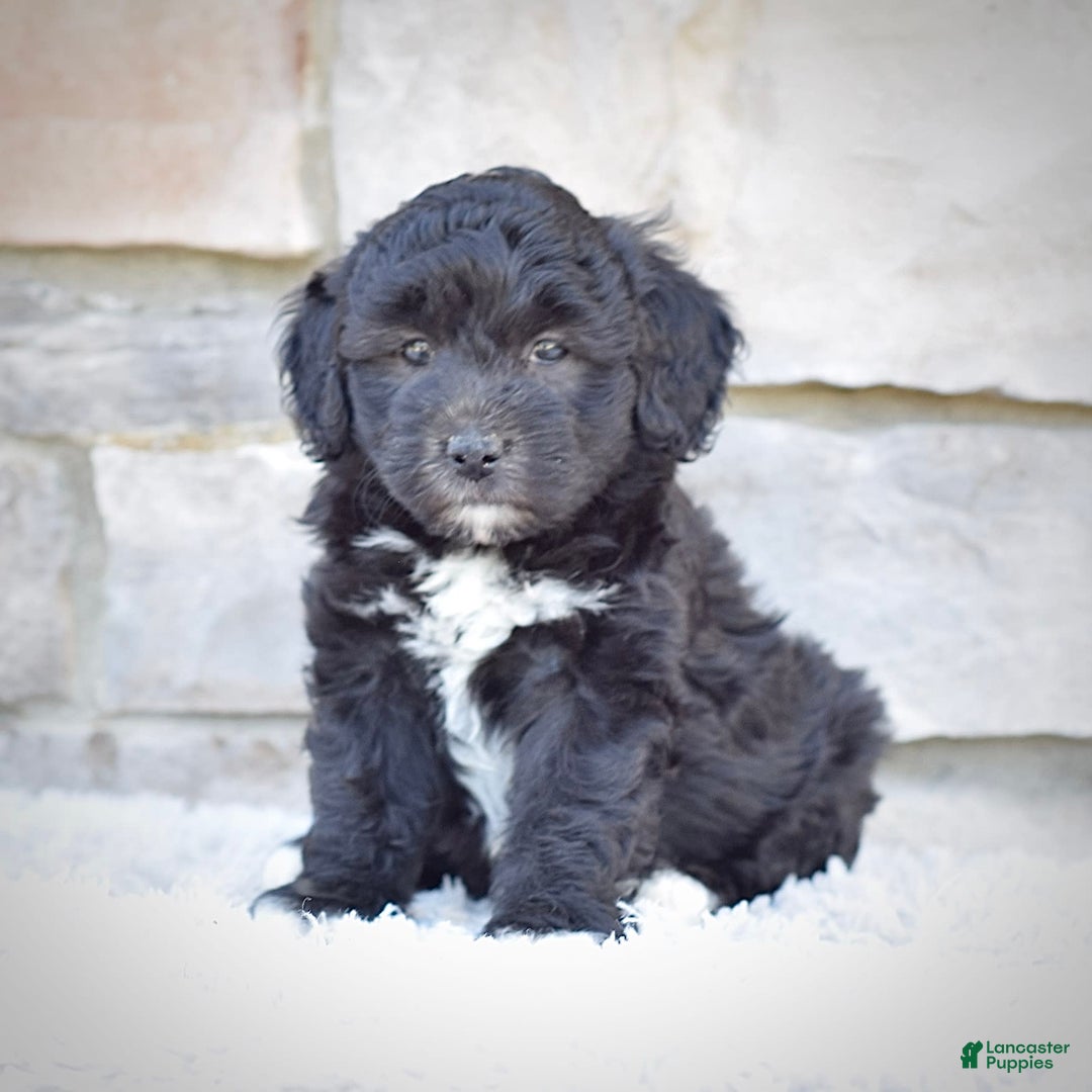 Mini Goldendoodle dogs for sale: Maggie - Image 1