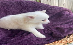 American Eskimo dogs for sale: Tessa - Image 3
