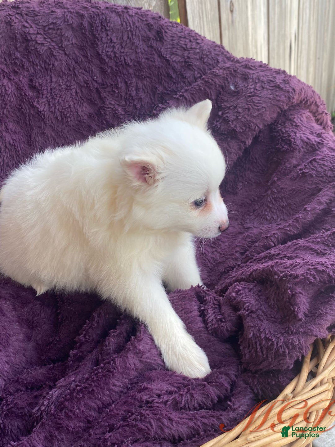 American Eskimo dogs for sale: Tessa - Image 3