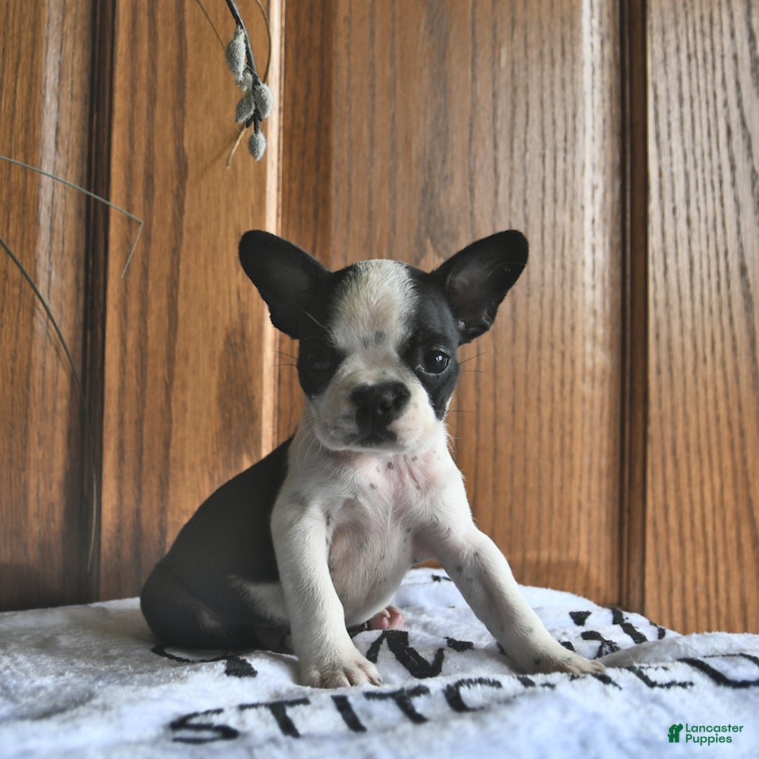 Boston Terrier dogs for sale: Harper - Image 5