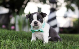 Boston Terrier dogs for sale: Steve - Image 5