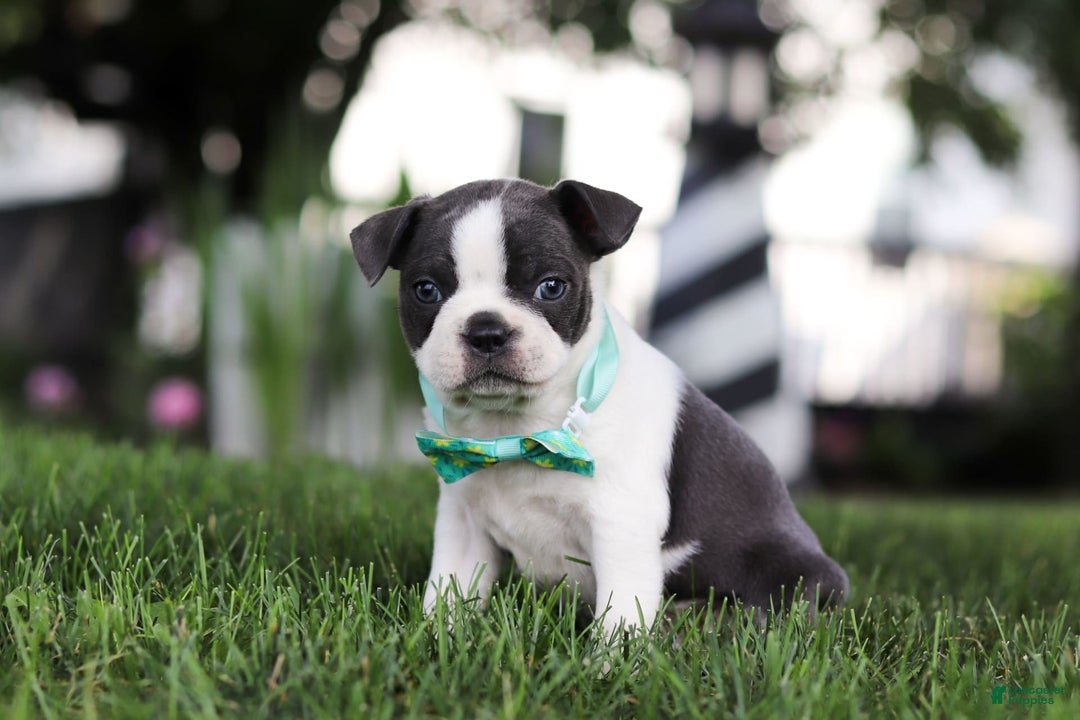 Boston Terrier dogs for sale: Steve - Image 5