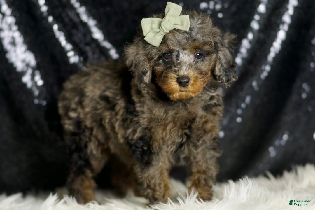 Miniature Poodle dogs for sale: Ziggy - Image 6