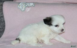 Teddy Bear dogs for sale: Hazel - Image 3