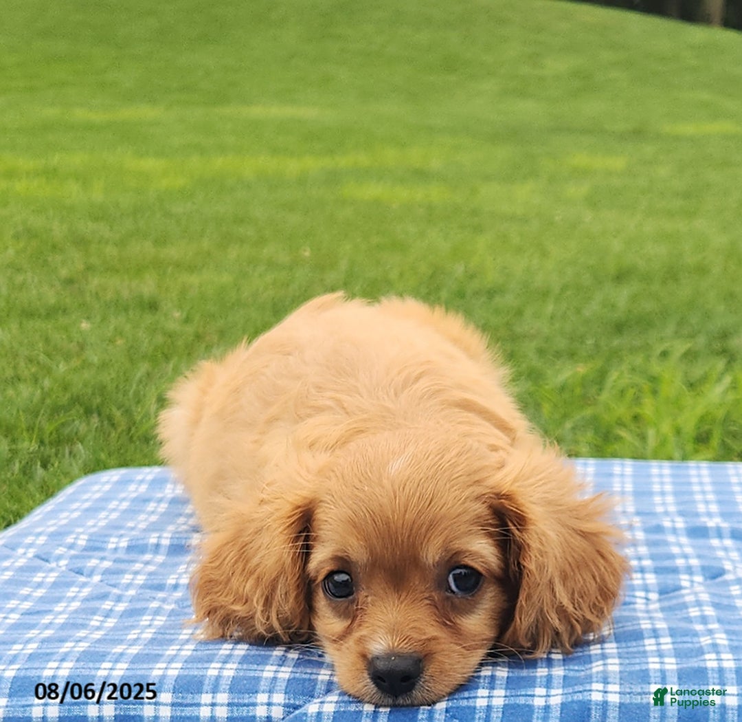 Cavapoo dogs for sale: Miles - Image 4