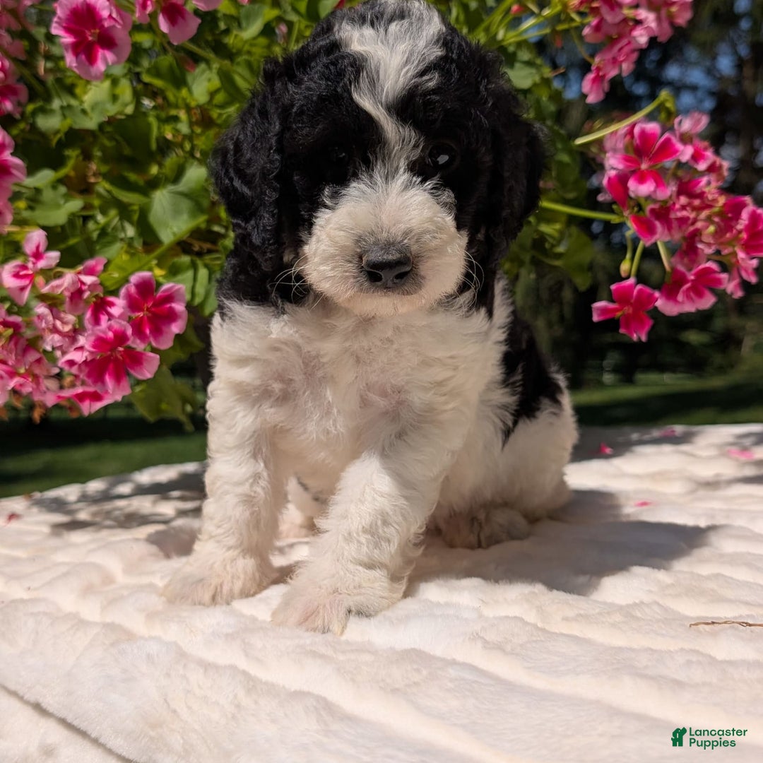 Mini Bernedoodle dogs for sale: Sophie - Image 3