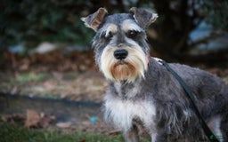 Miniature Schnauzer dogs for sale: Cinderella - Image 22