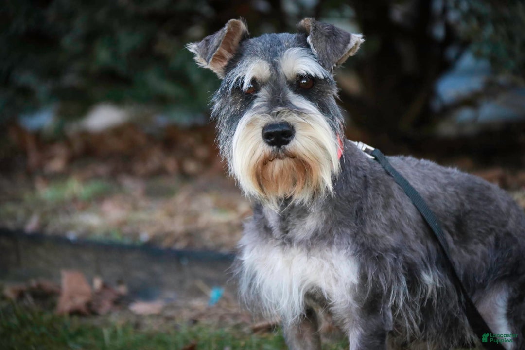 Miniature Schnauzer dogs for sale: Cinderella - Image 22