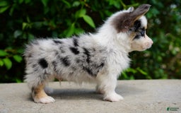 American Corgi dogs for sale: Sterling - Image 2