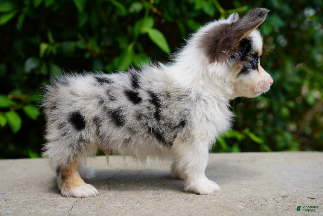 American Corgi dogs for sale: Sterling - Image 2