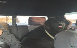 Newfoundland dogs for sale: Lotus - Image 4