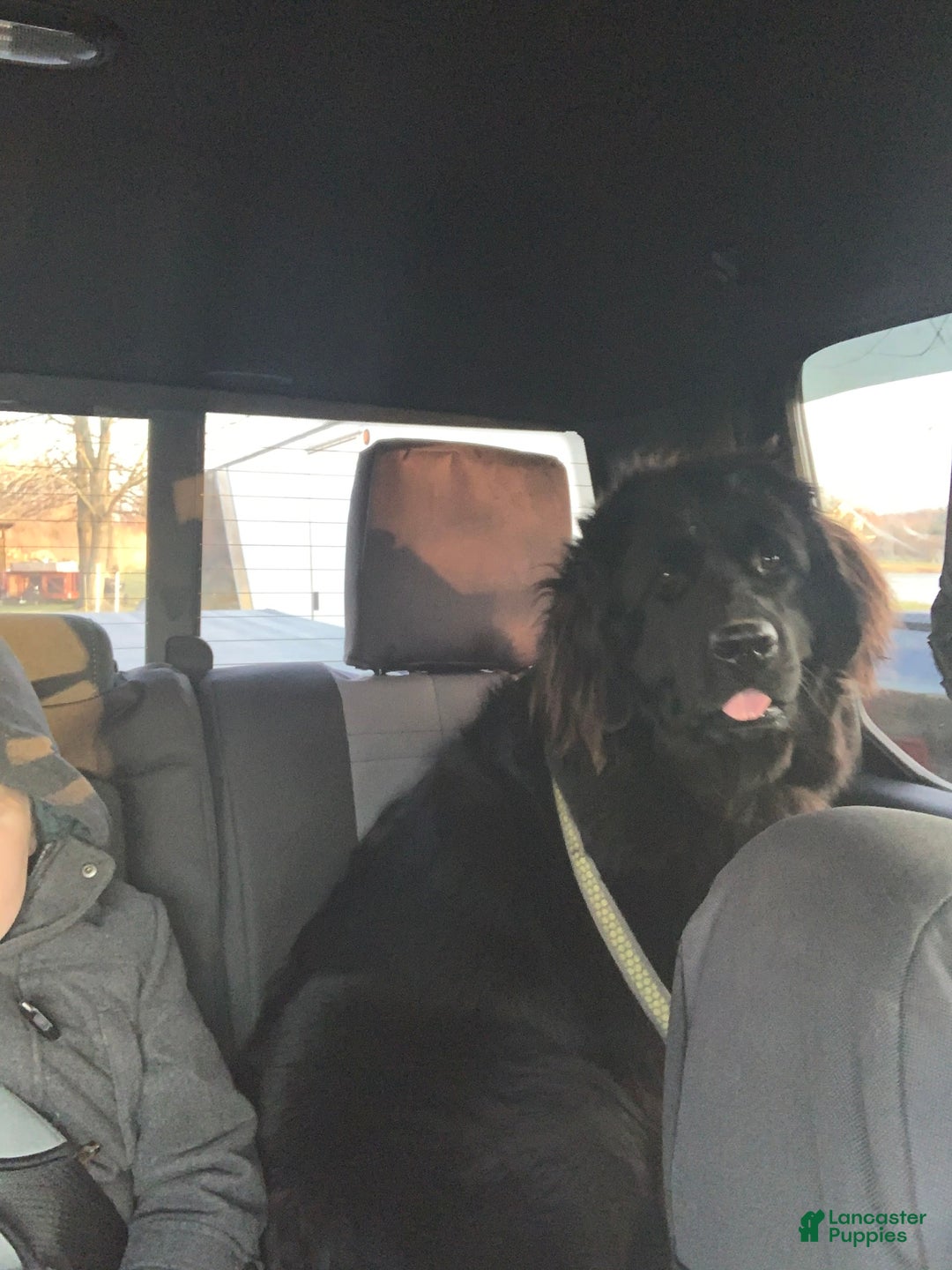 Newfoundland dogs for sale: Lotus - Image 4