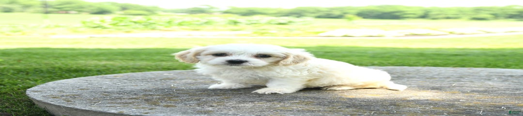 Oscar