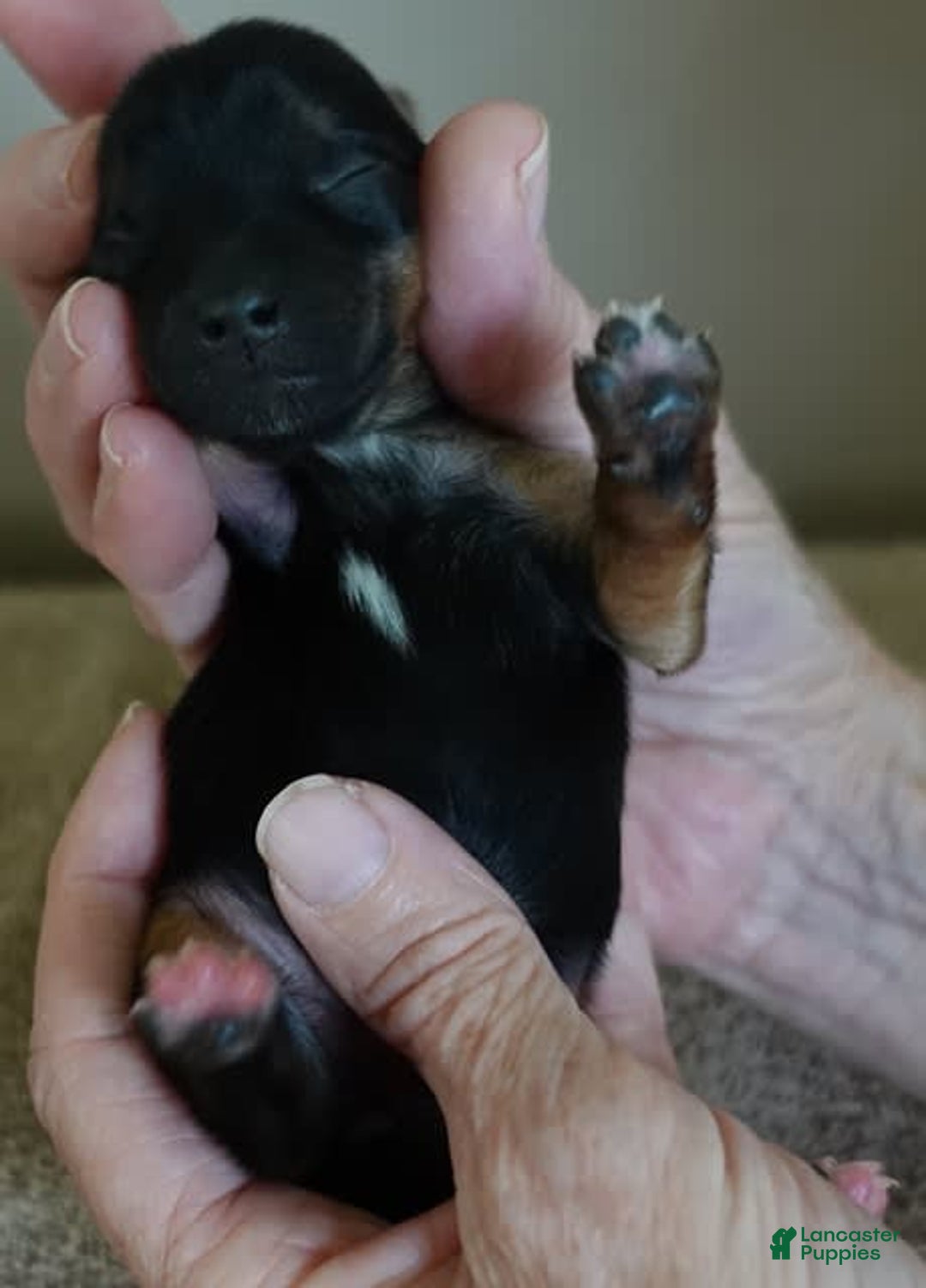 Yorkshire Terrier dogs for sale: Nessie - Image 8
