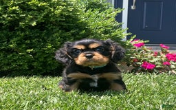Cavalier King Charles Spaniel dogs for sale: Boomer - Image 5