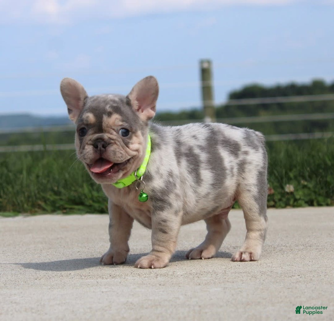 French Bulldog dogs for sale: Bosco - Image 6