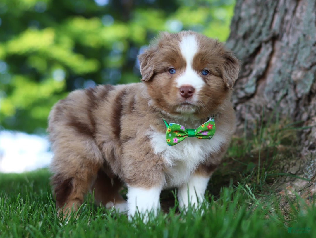 Australian Shepherd dogs for sale: Dune - Image 7