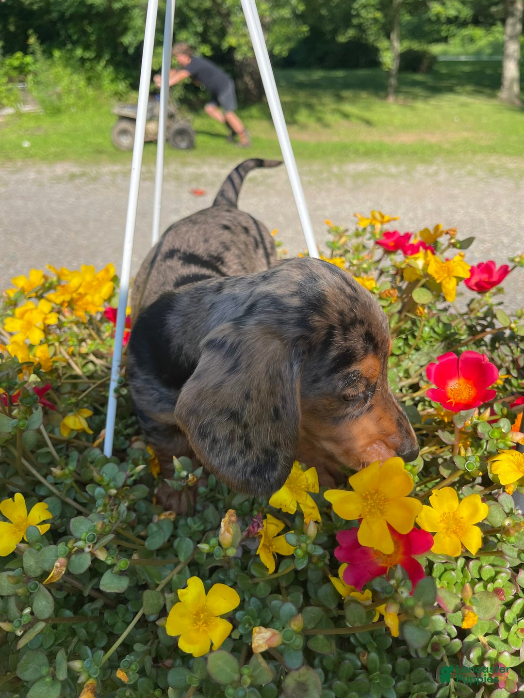 Dachshund dogs for sale: Coco - Image 4