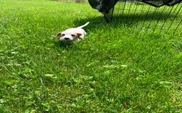 Dachshund dogs for sale: Cinderella - Image 2