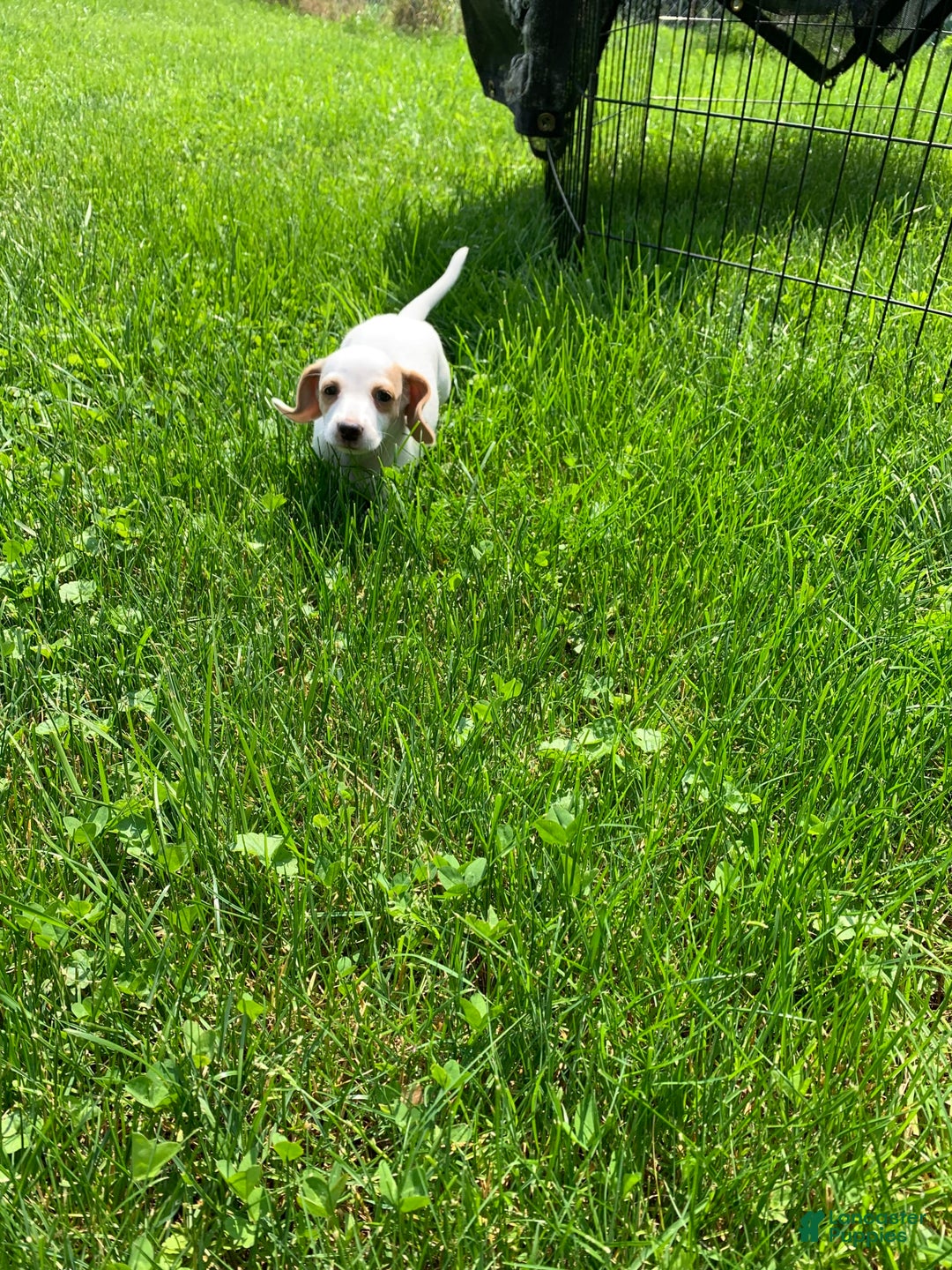 Dachshund dogs for sale: Cinderella - Image 2
