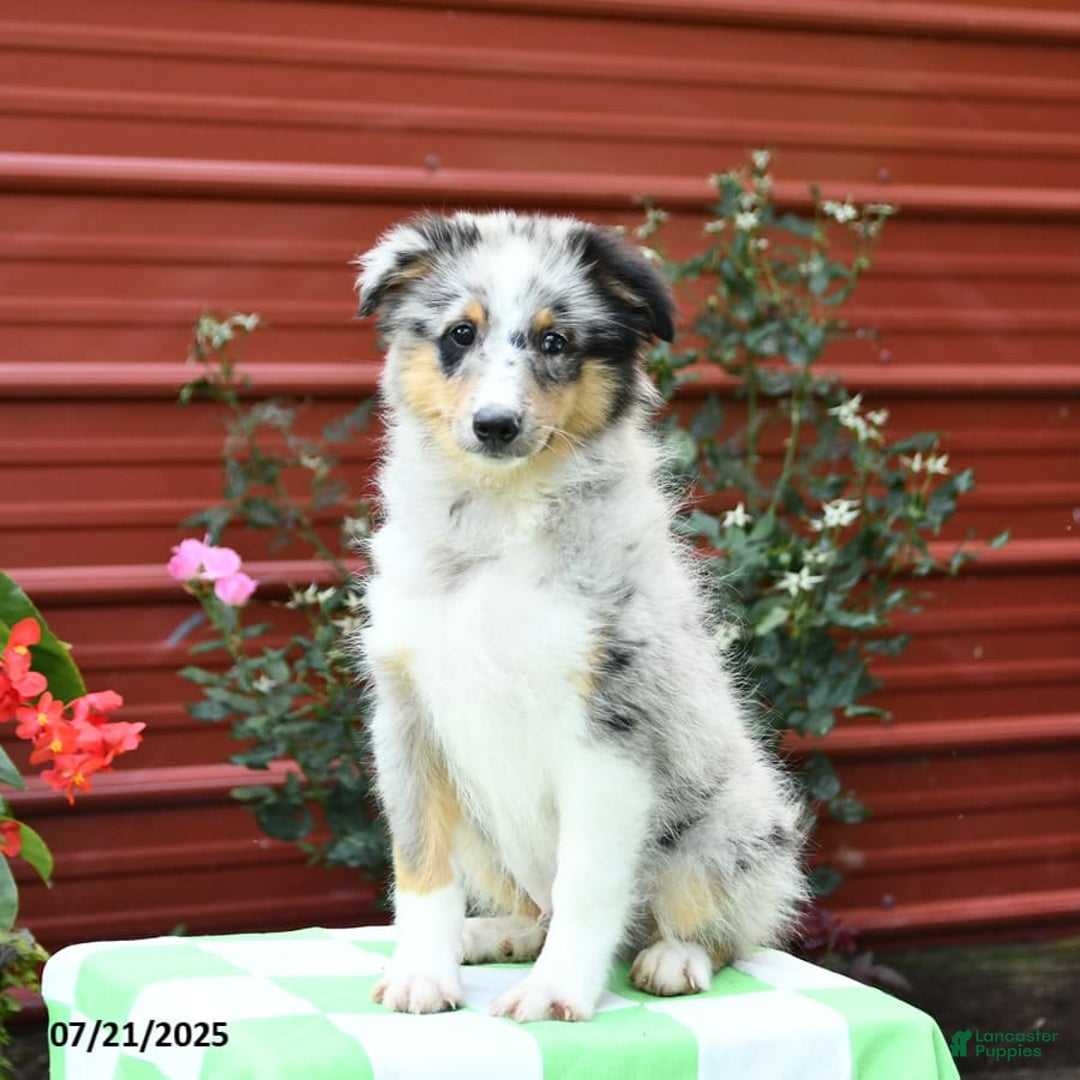 Shetland Sheepdog dogs for sale: Pal - Image 8