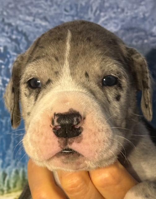 Great Dane dogs for sale: Luke - Mantle Merle - Image 5