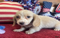 Miniature Dachshund dogs for sale: debbie - Image 1