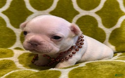 French Bulldog dogs for sale: Larry - Image 6